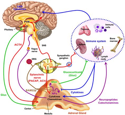 masturbation endorphine|NEUROENDOCRINE AND CARDIOVASCULAR RESPONSE TO。